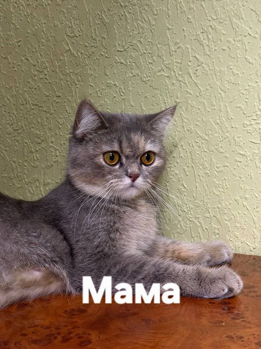 Котята скоттиш фолд