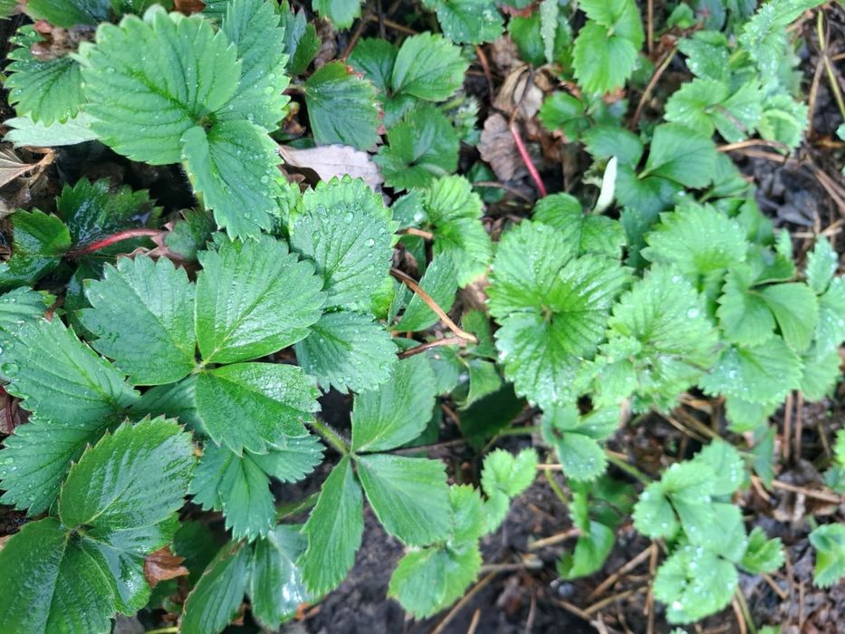 Саженцы ремонтантной клубники