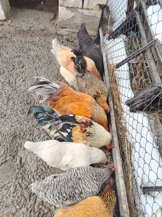 Куры несушки восем штук