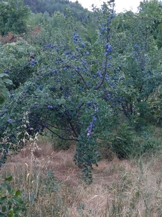 Продавам сливи  лично производство