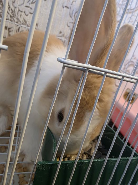 Кролик декоративный