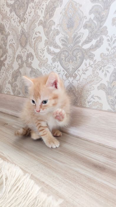 Отдам котенка в добрые руки