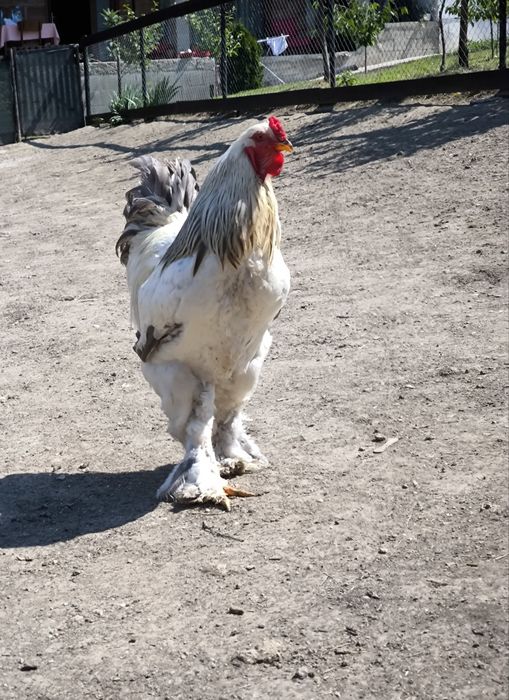 Disponibil Cocoș Brahma HD