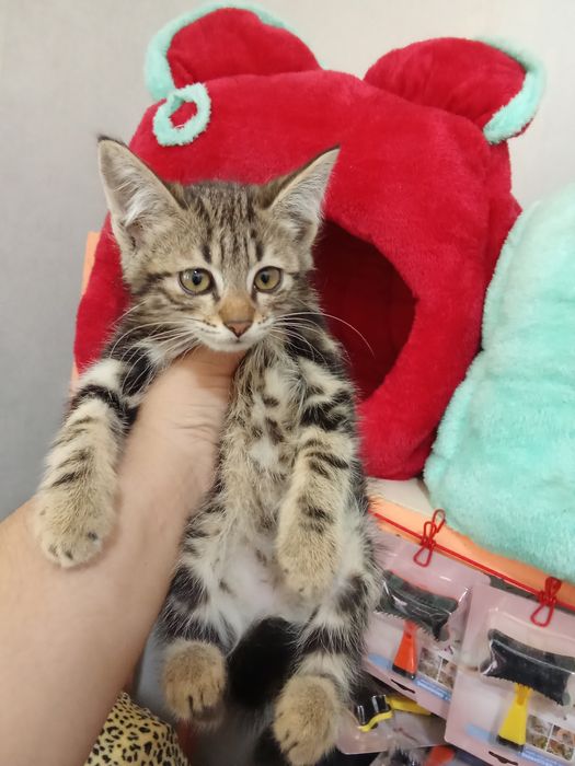 100 mingdan muwukchalar