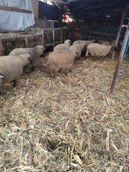 De vânzare 14 oi gestante , au început să fete