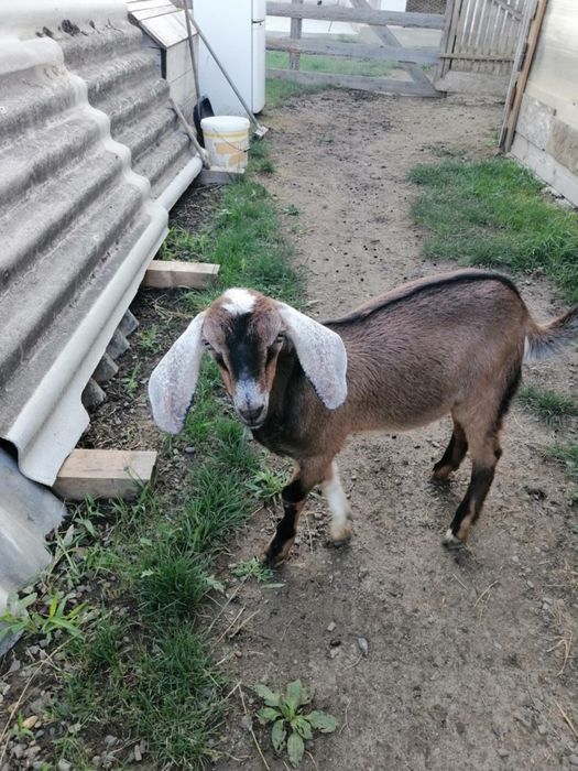 Țap anglo nubian- 5 luni