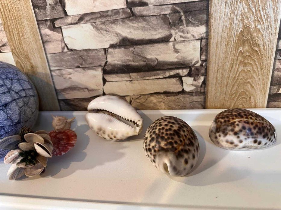 Морска раковина Тигрова Ципрея