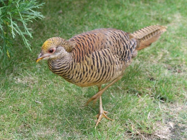 Fazani auriu pe rosu