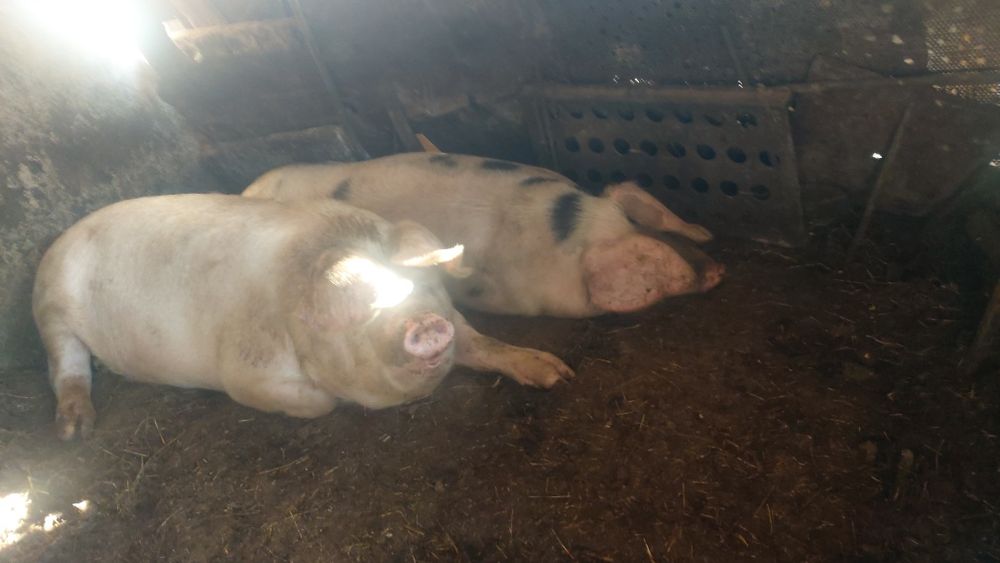 Прасета 100-120кг. 7лв.