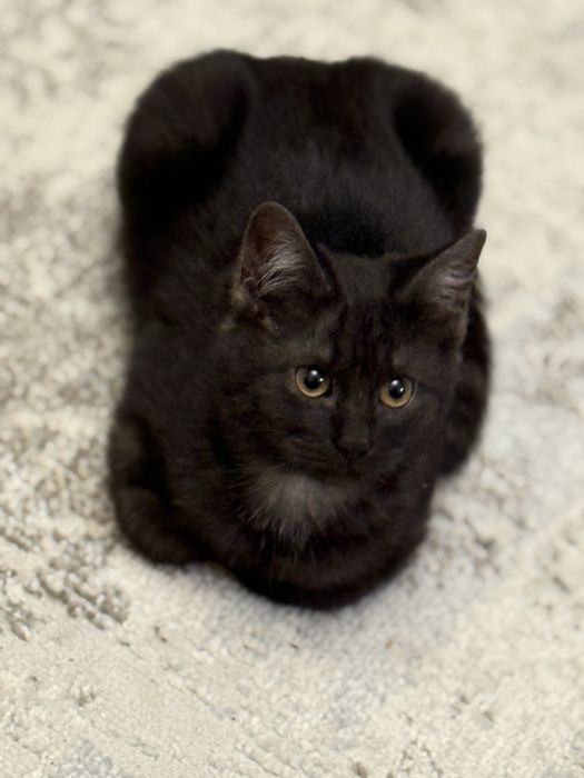 Котята ищут новый дом