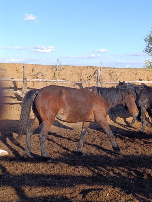 Продам кобылуууууу