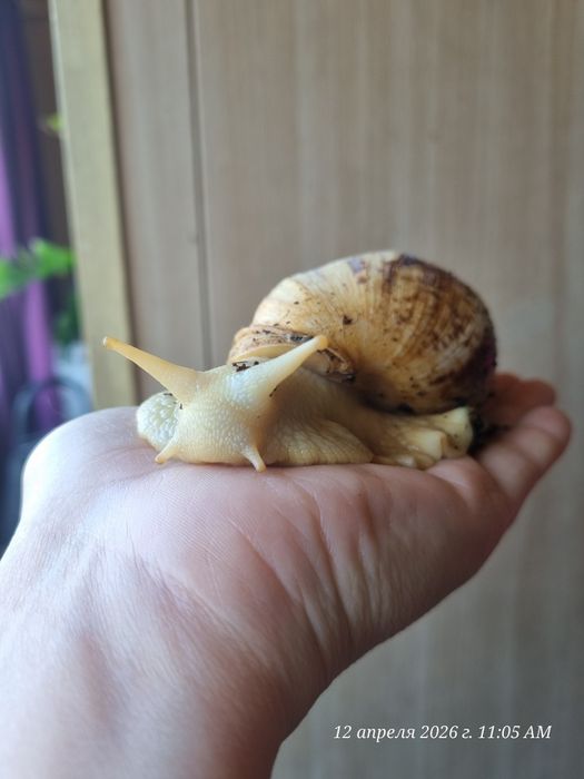 Продам улитка ахатины