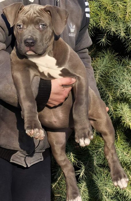 Американско Були ХЛ / American Bully XL  - 1 момиче
