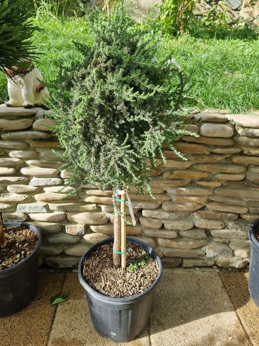 betula pendula youngii - catalpa bignonioides nana