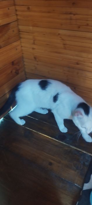 Donez motan în adopție