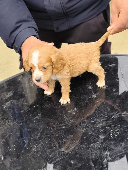 Майка, кокер+лагото. Баща,английски кокер