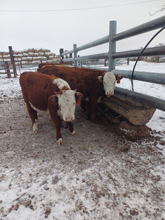 Продам племенных тёлок