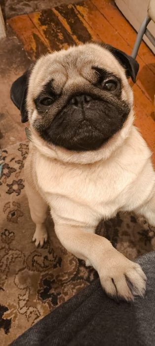 Отдам мопса в добрые руки