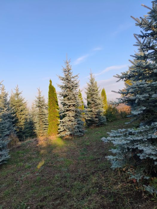 Пихта,сербская ель ,голубая ель