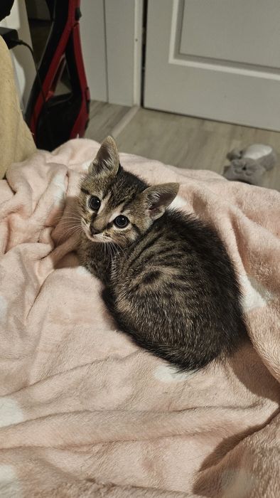 Adoptie pui pisica baietel