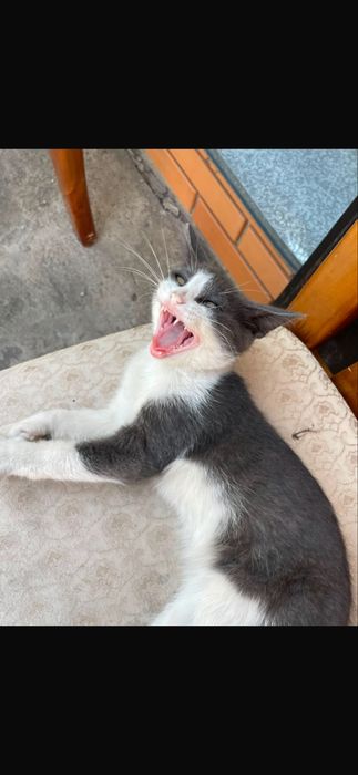 Котенки бесплатно