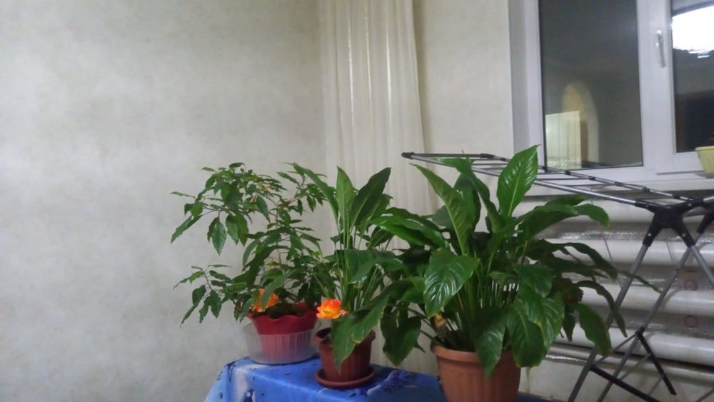 Продам комнатные цветы