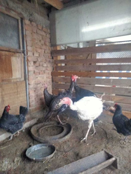 Продам семью (4) индюков