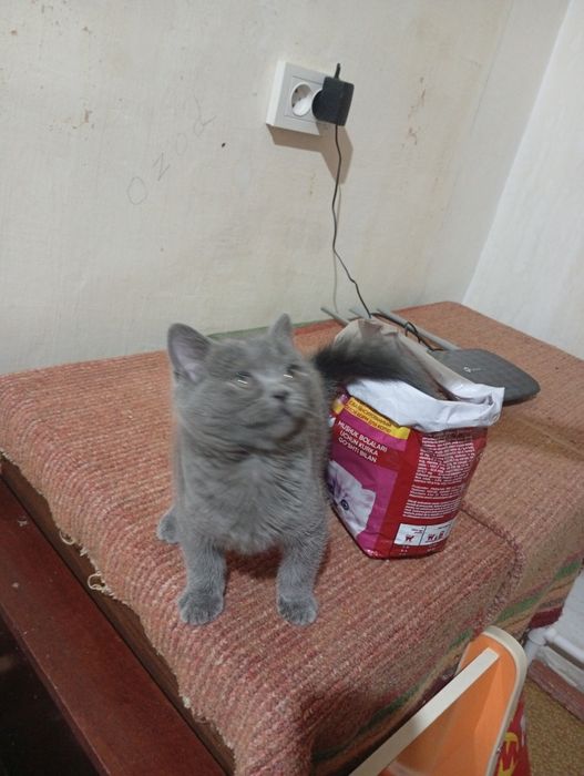 Породистые котята