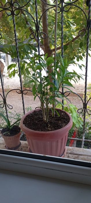 Aloe guli , Алое гули