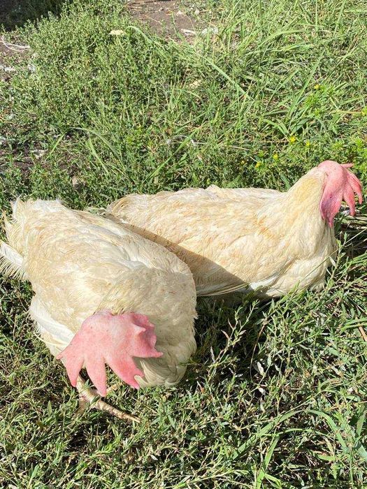 Куры несушки белые