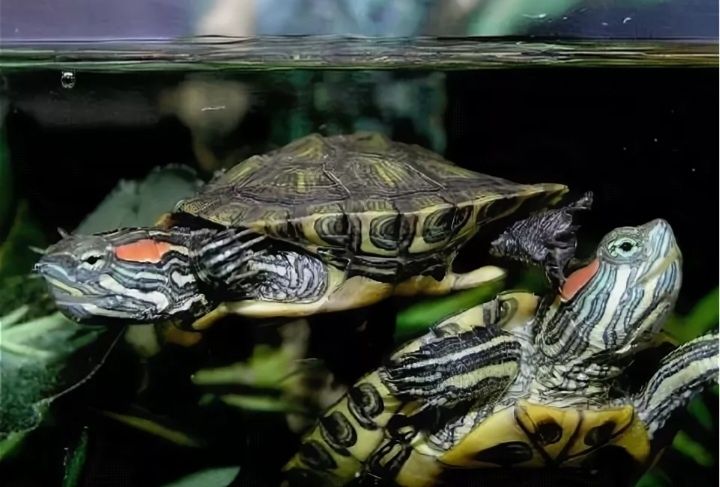 Красноухая черепаха.  2 штуки+террариум