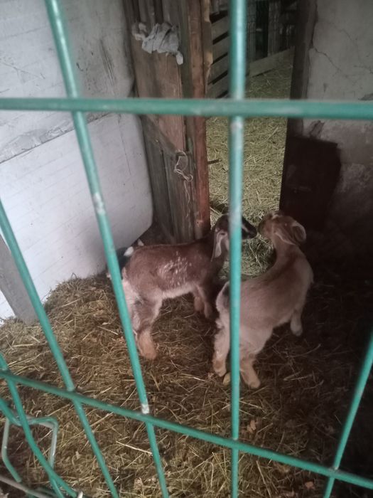 Козлята альпонубийские.