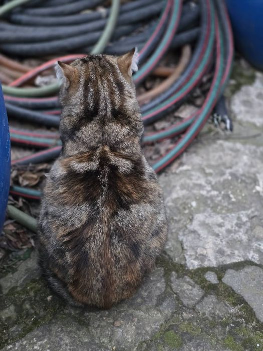 Подаряват се котета