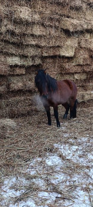 Мұғалжар дөнен сатылады