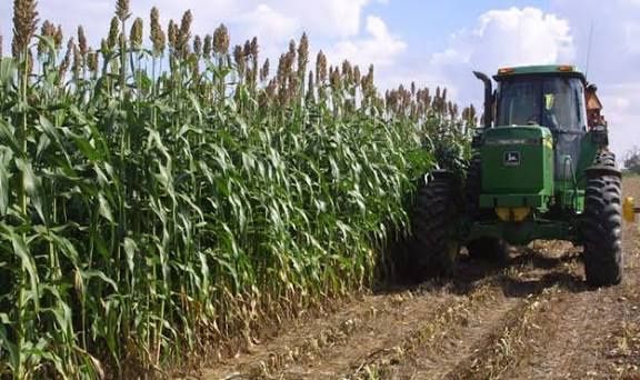 Прожаю семена суданской травы