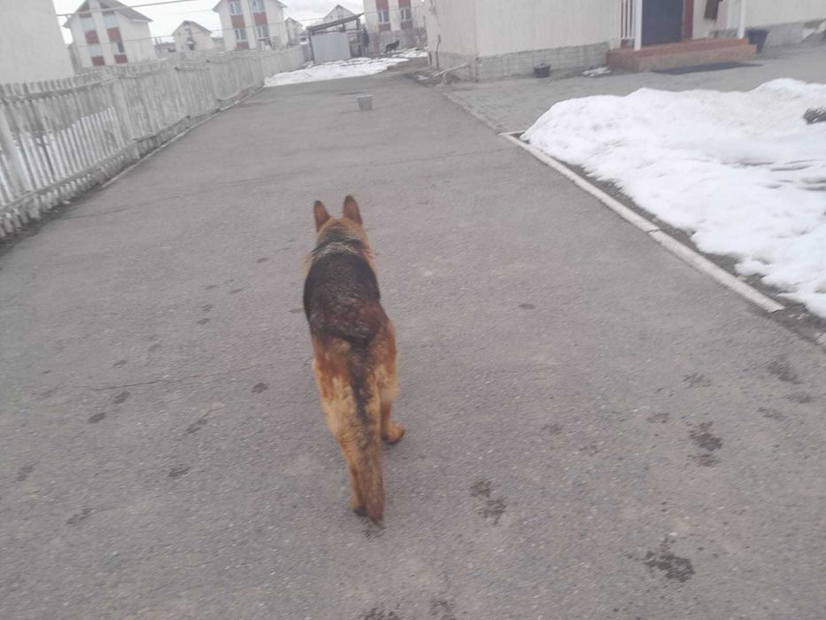 Немецкая овчарка.