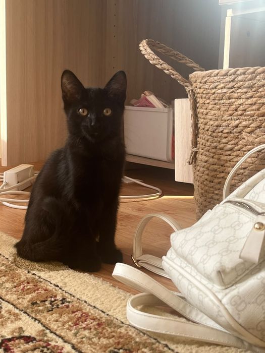 Отдам котят добрые руки домашние.