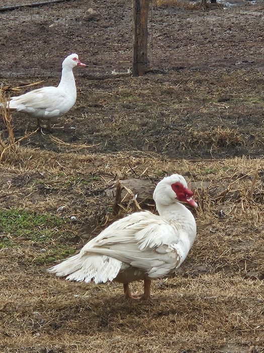 Индоутки белые самки самцы продоются
