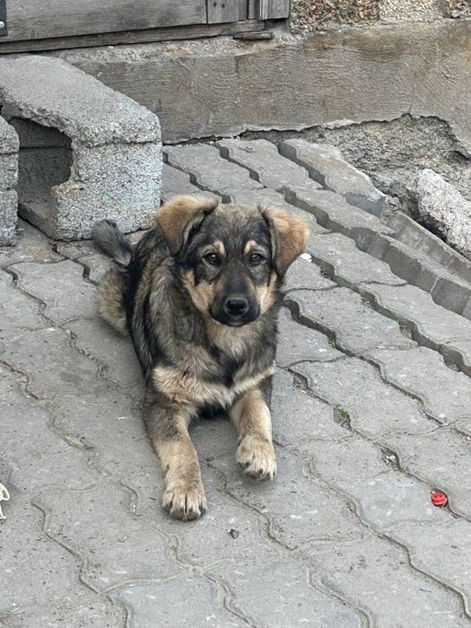 Ищу хозяев двум собачкам, в добрые руки