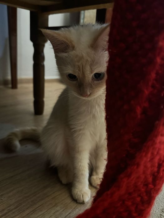 Потерялась кошка, вознаграждение