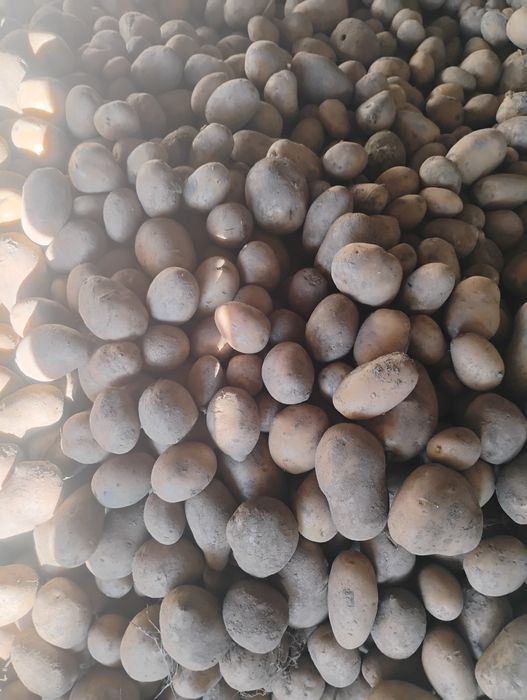 Vând cartofi pentru animale