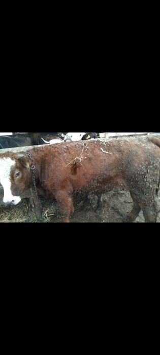 Vând 6 vițele 16,5 lei kilogramul în viu!