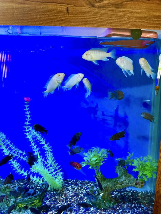 Аквариум фирменный 60 литров, новый. В полном комплекте!