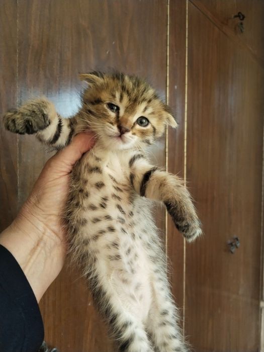 Продаются котята!