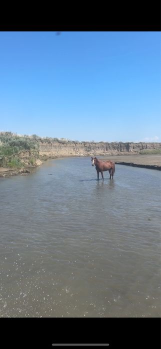 Айғыр сатылады 5жасар