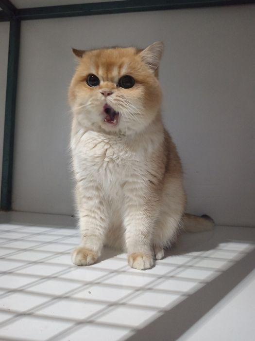 Золотистый Британец ну 12порода