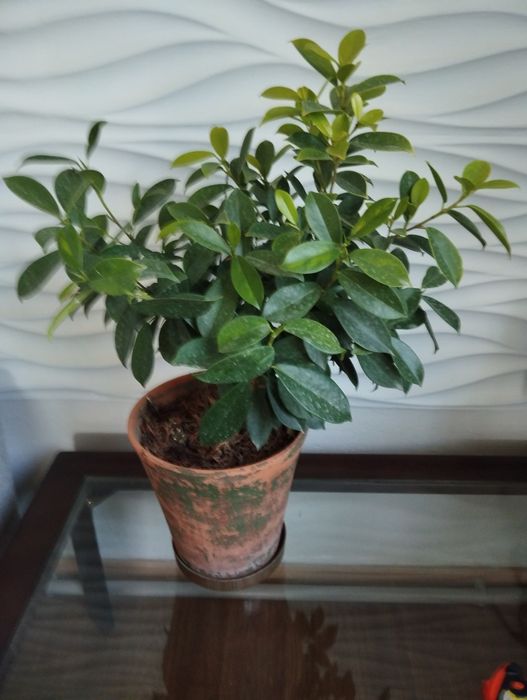 Фикус желто-листный.