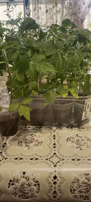 Продам рассаду помидор