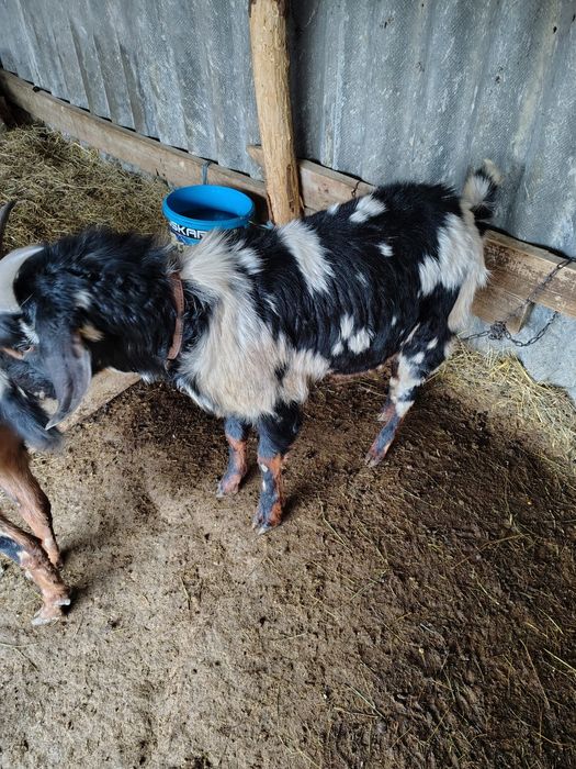 Vand țap anglo nubian