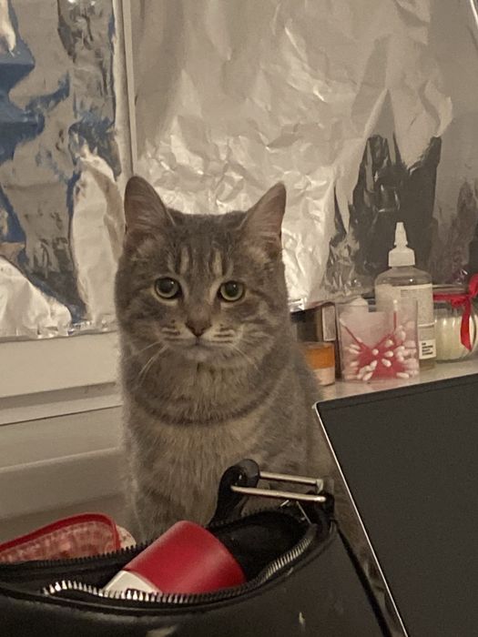 Отдам кота в хорошие руки